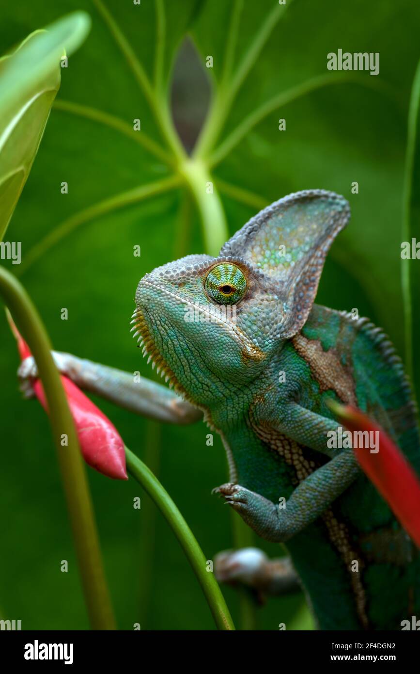 Nahaufnahme eines verschleierten Chamäleons auf einer Blume, Indonesien Stockfoto