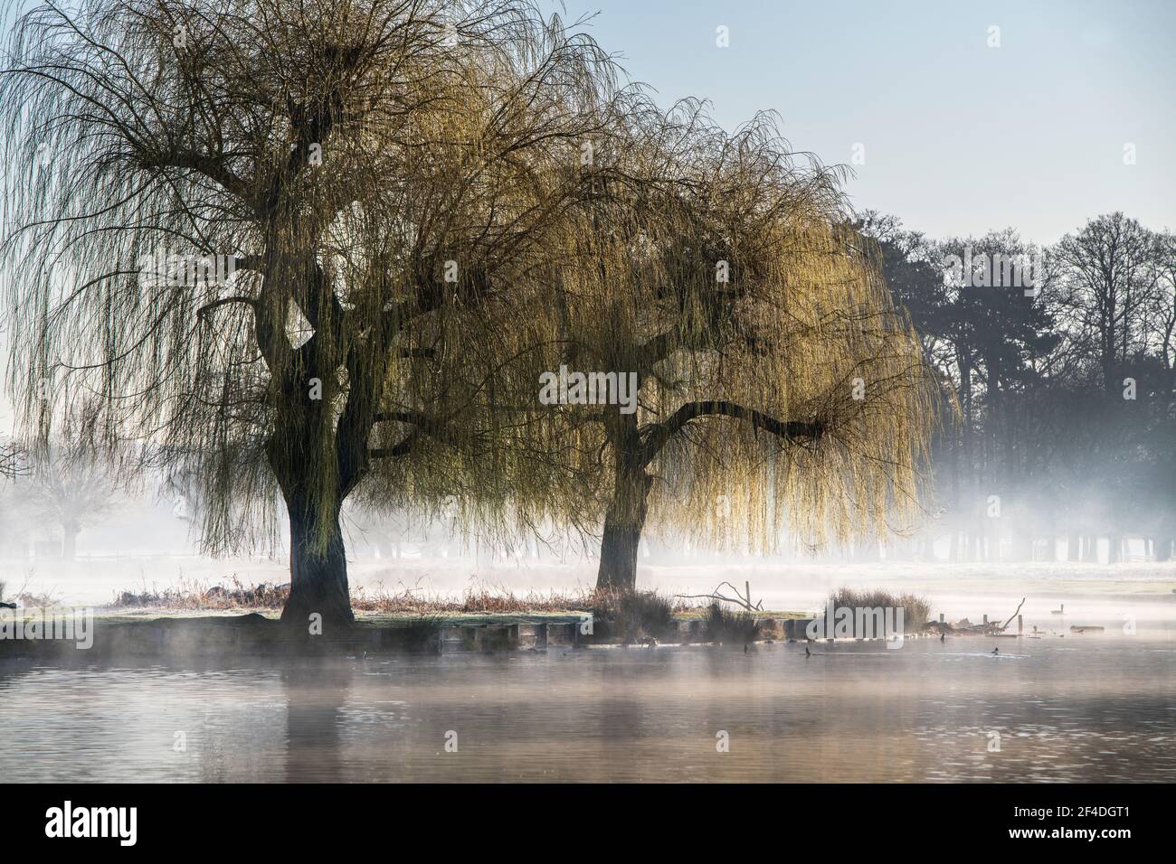Ein weiterer Morgennebel besprüht mit aufsteigendem Sonnenschein im Bush Park Surrey Wenn ich auf öffentlichem oder privatem Grundstück bin, bin ich vorbereitet Die volle Verantwortung für übernehmen Stockfoto