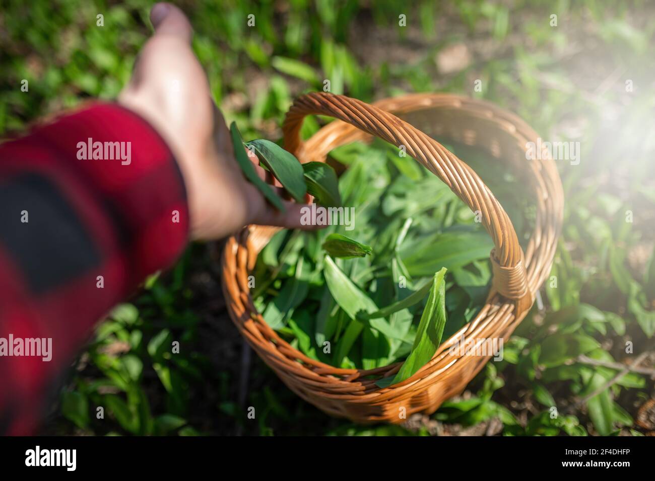 Person, die Bärlauch in den Holzkorb im Wald wirft Stockfoto