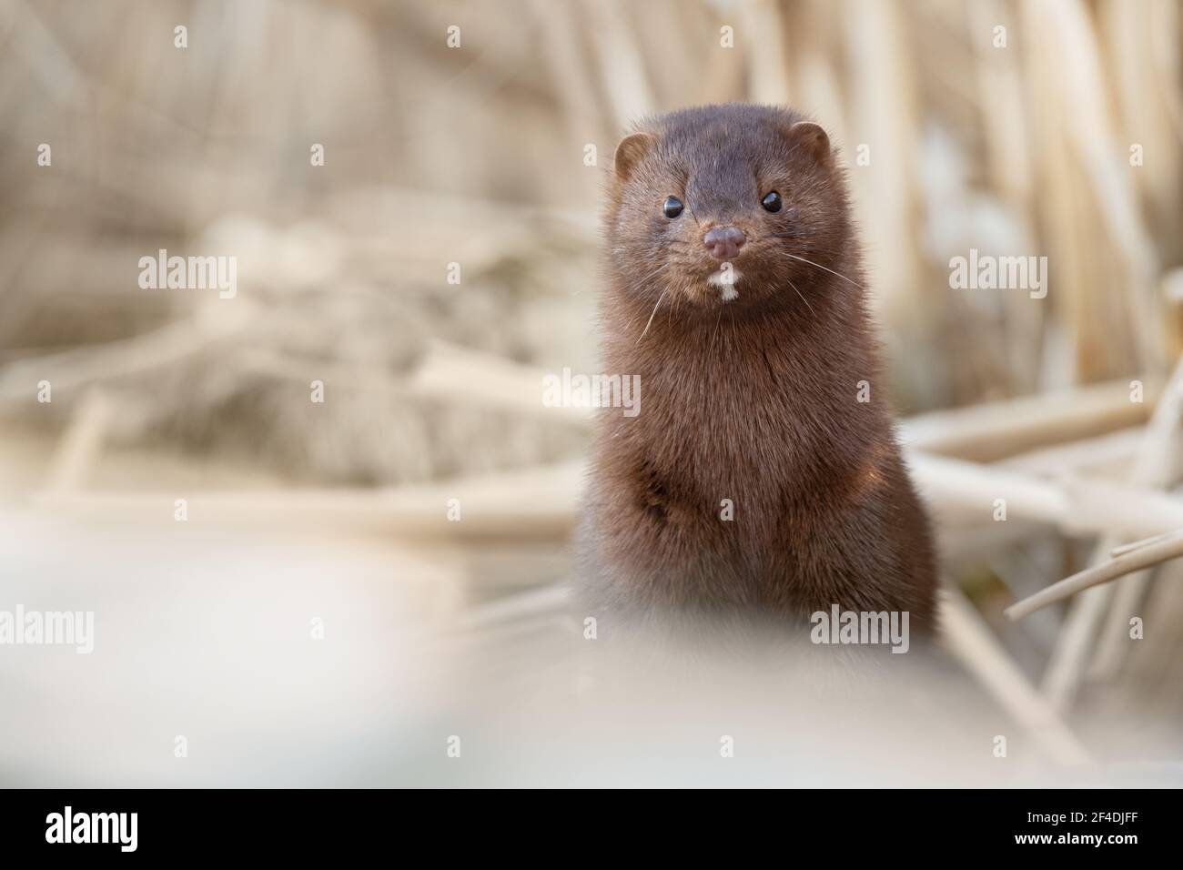 Ein amerikanischer Mink springt aus den Katteln, die ein Feuchtgebiet im Rouge National Urban Park in Scarborough, Ontario, umzingeln. Stockfoto