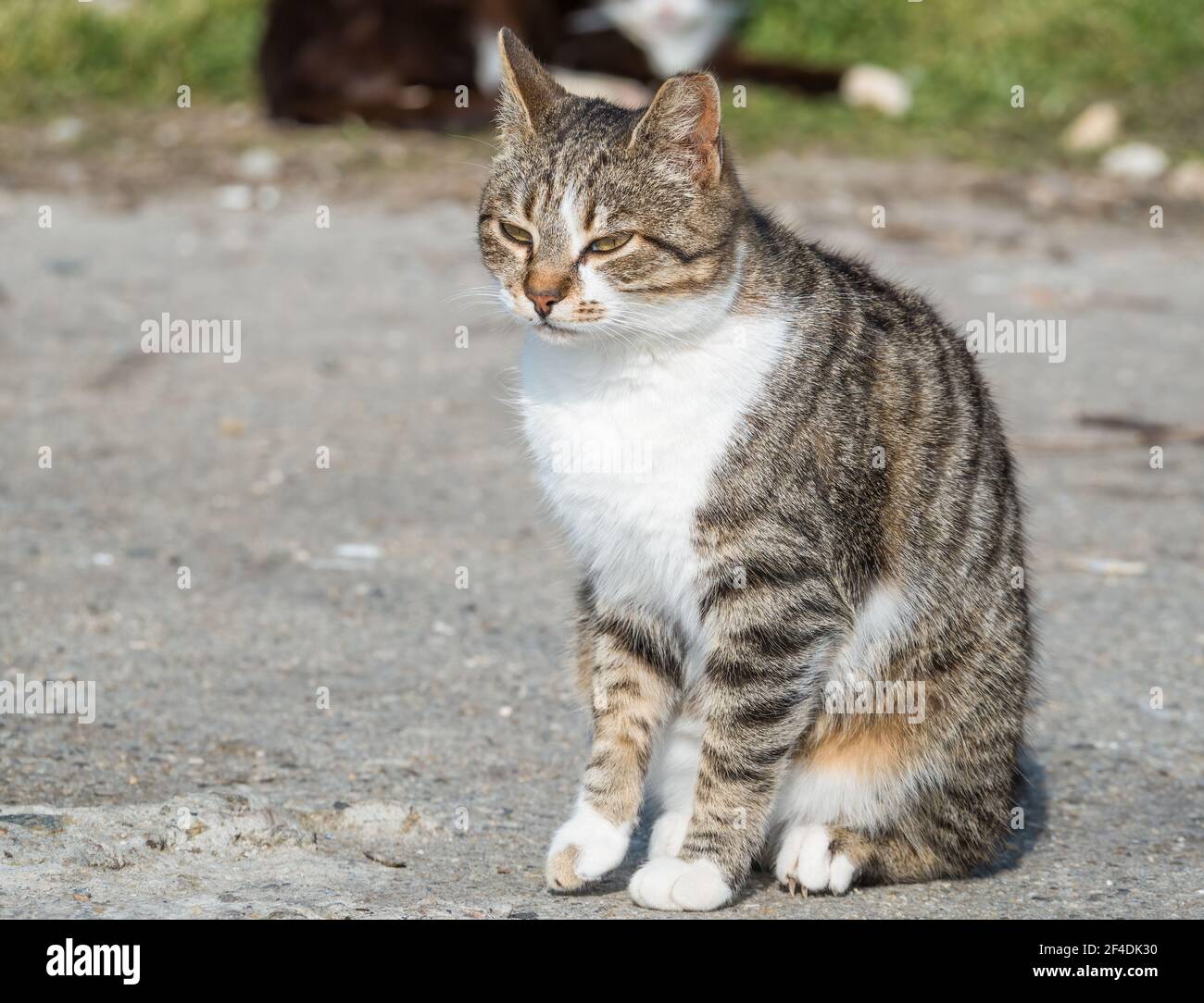 Obdachlose weiße graue streunende Katze sitzt auf dem Boden Stockfoto