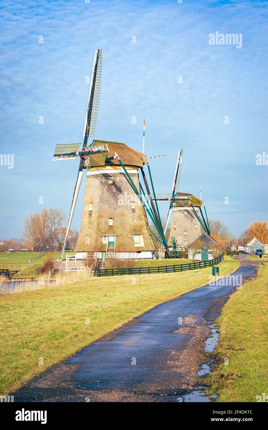 Pfad, der an einem sonnigen Tag zu traditionellen holländischen Windmühlen führt Im Frühjahr Stockfoto