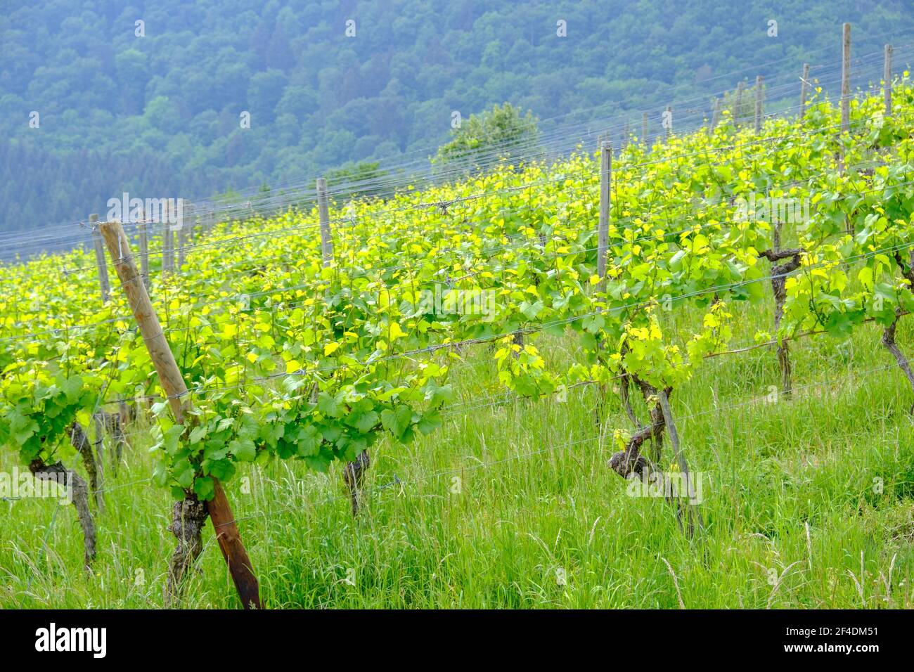 Weingärten im Ahrtal, deutsch im Mai 2018. Stockfoto