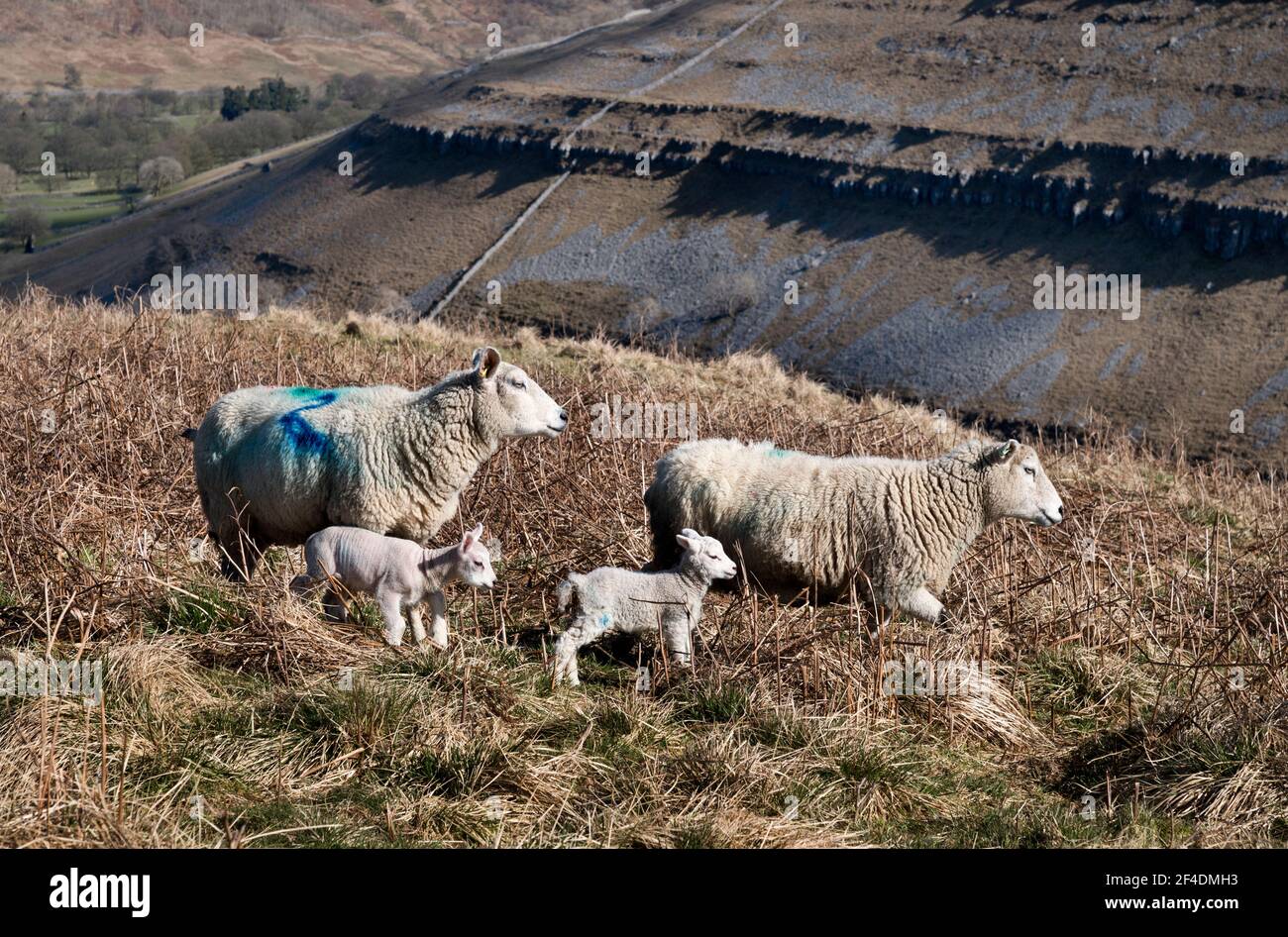 Schafe und ihre neuen frühlingsgeborenen Lämmer grasen über dem Dorf Arncliffe, Littondale, im Yorkshire Dales National Park, Großbritannien. Stockfoto