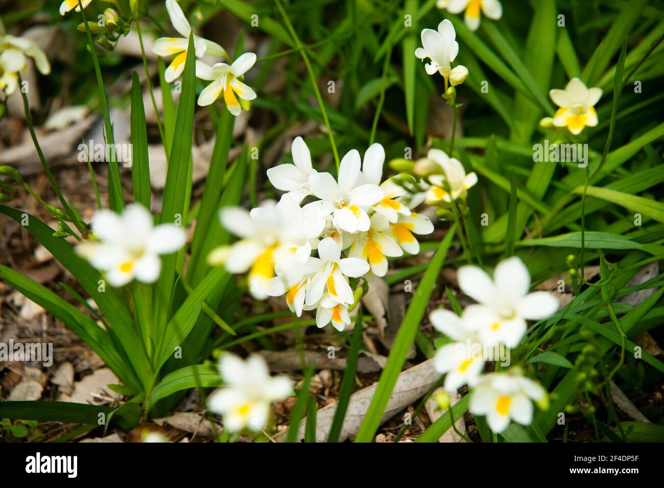 Massif de Freesia am Cap d'Antibes im März an der französischen Riviera. Stockfoto