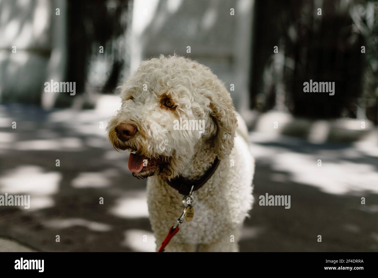 Ein süßer weißer Lagotto Romagnolo Rasse Hund trägt einen Kragen Und draußen stehen Stockfoto