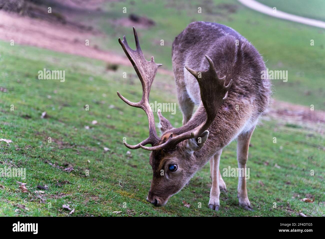 Rehe grasen auf dem Hügel in Countryside, Kent, England Stockfoto