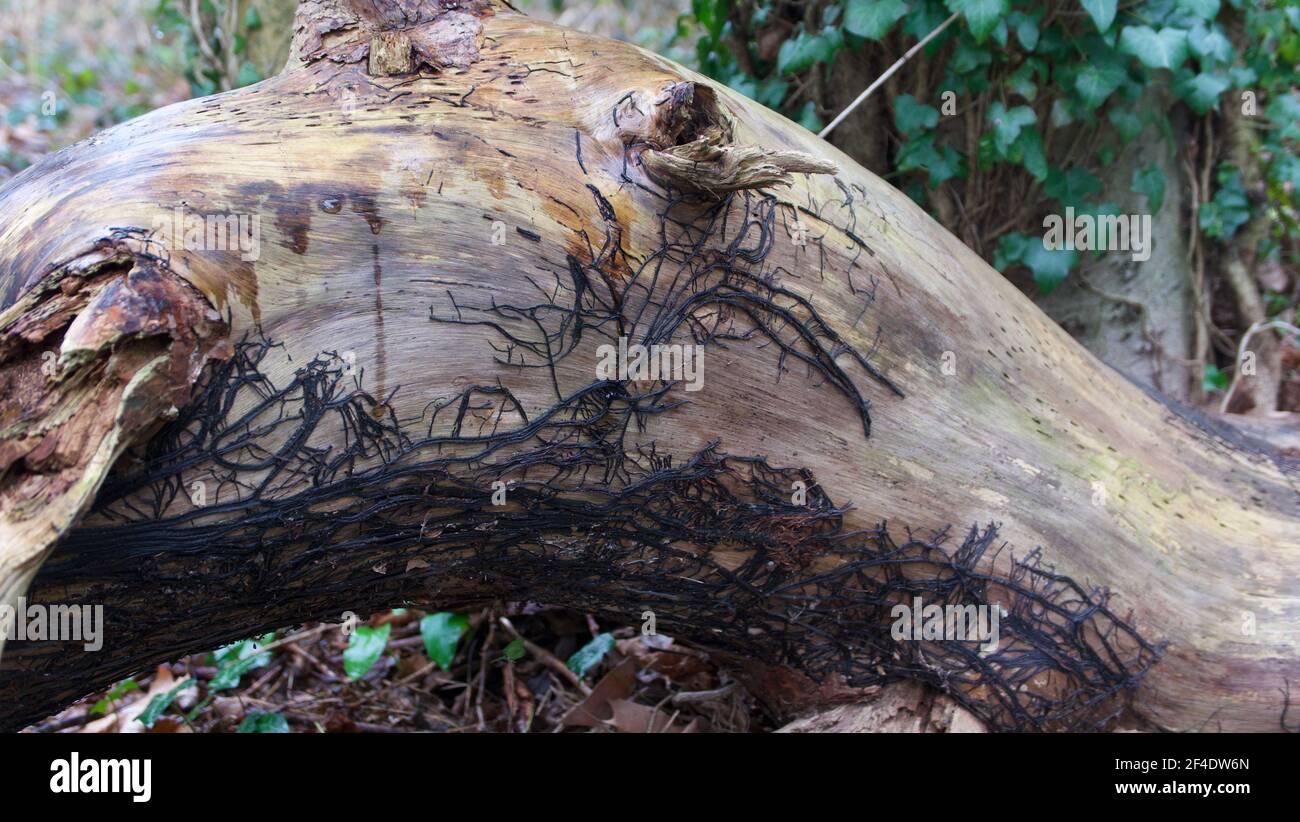 Ungewöhnlicher Baumstamm im Winter mit Pflanzenwurzeln, die mit verbunden sind ivy im Hintergrund Stockfoto