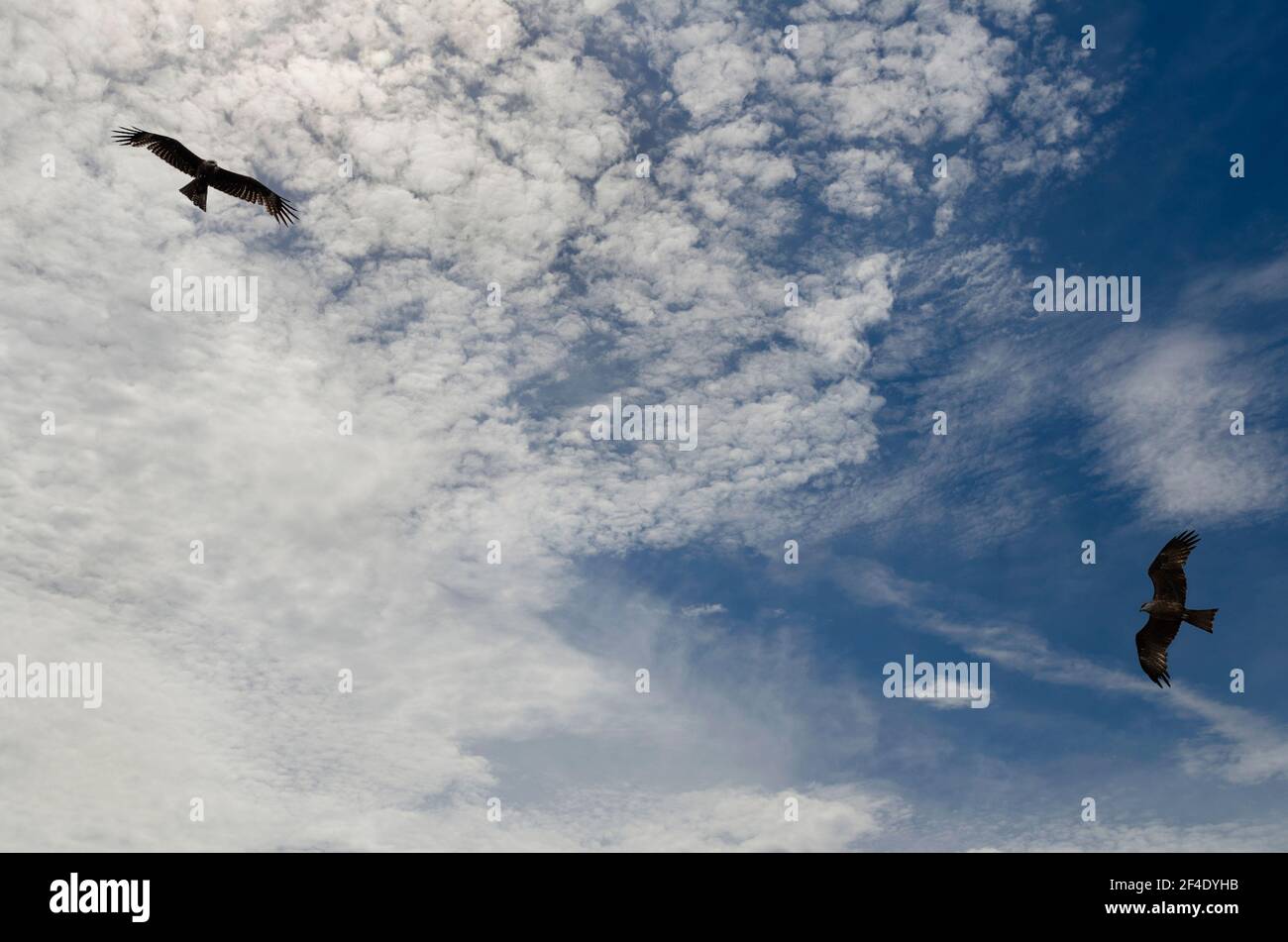 Sommerhimmel mit schönen Wolken und aufragenden Raubvögeln Stockfoto