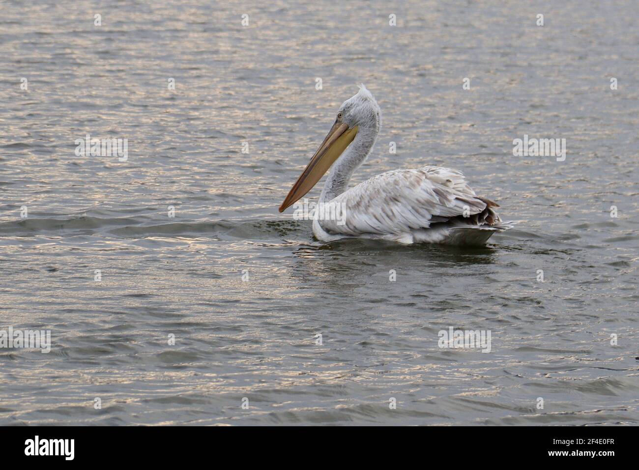 See Orestiada Vögel in Kastoria Stadt, Mazedonien, Griechenland Stockfoto