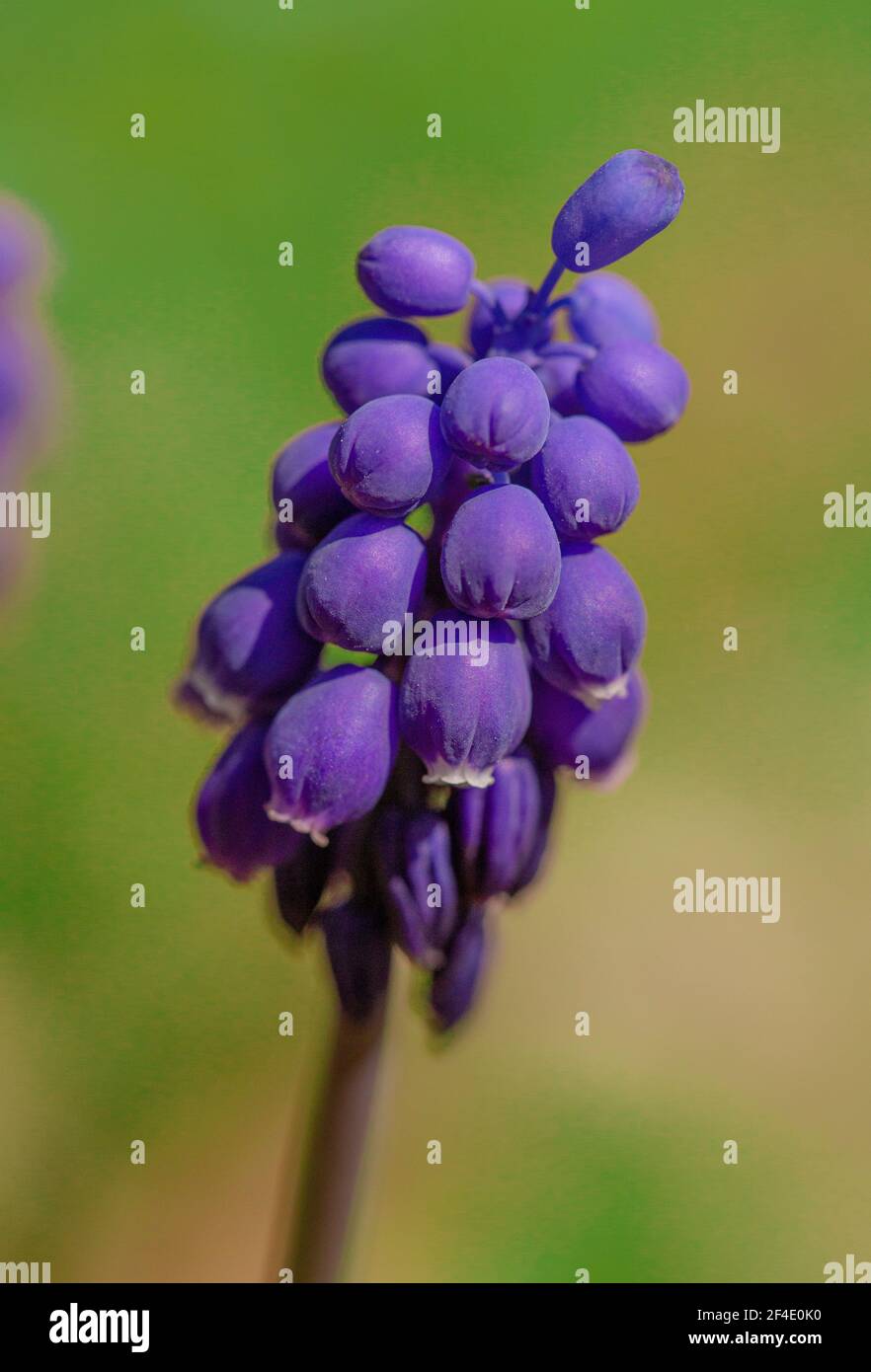 Blaubonnets in einem grünen Feld Stockfoto