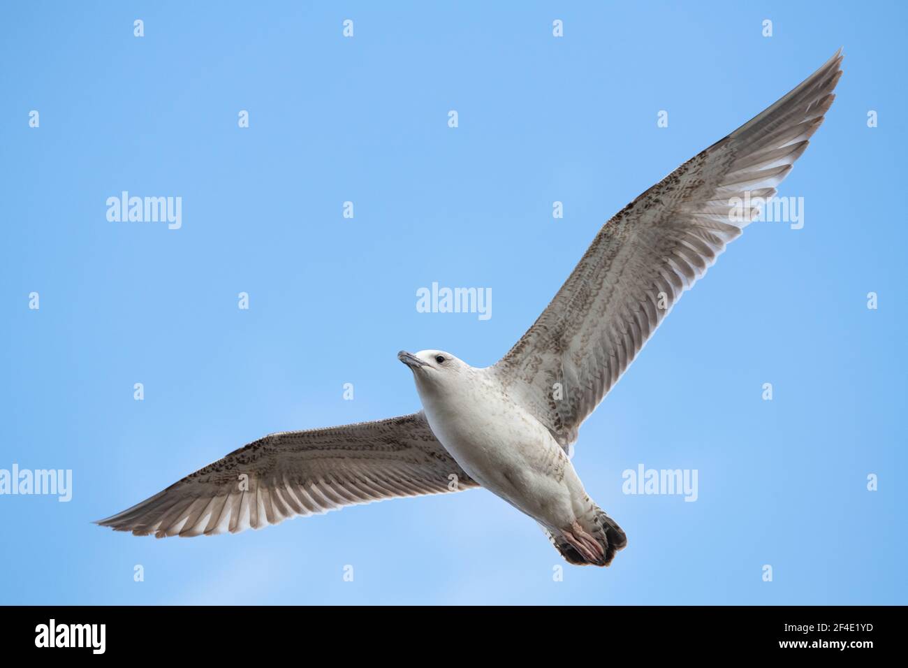 Nahaufnahme der Kaspischen Möwe Larus cachinnans fliegen Stockfoto