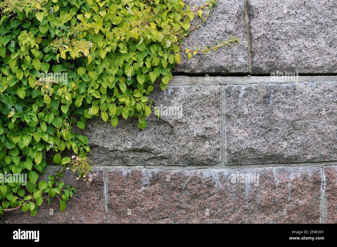 Hortensien klettern auf einer Steinwand Stockfoto
