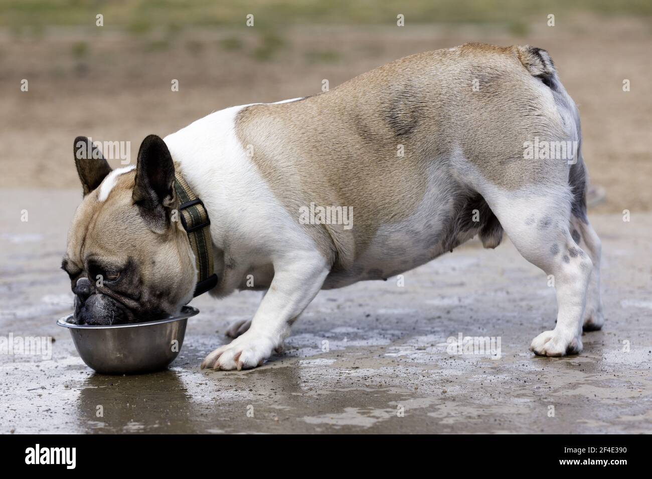 Braun und weiß piebald Frenchie männlichen Trinkwasser Stockfoto