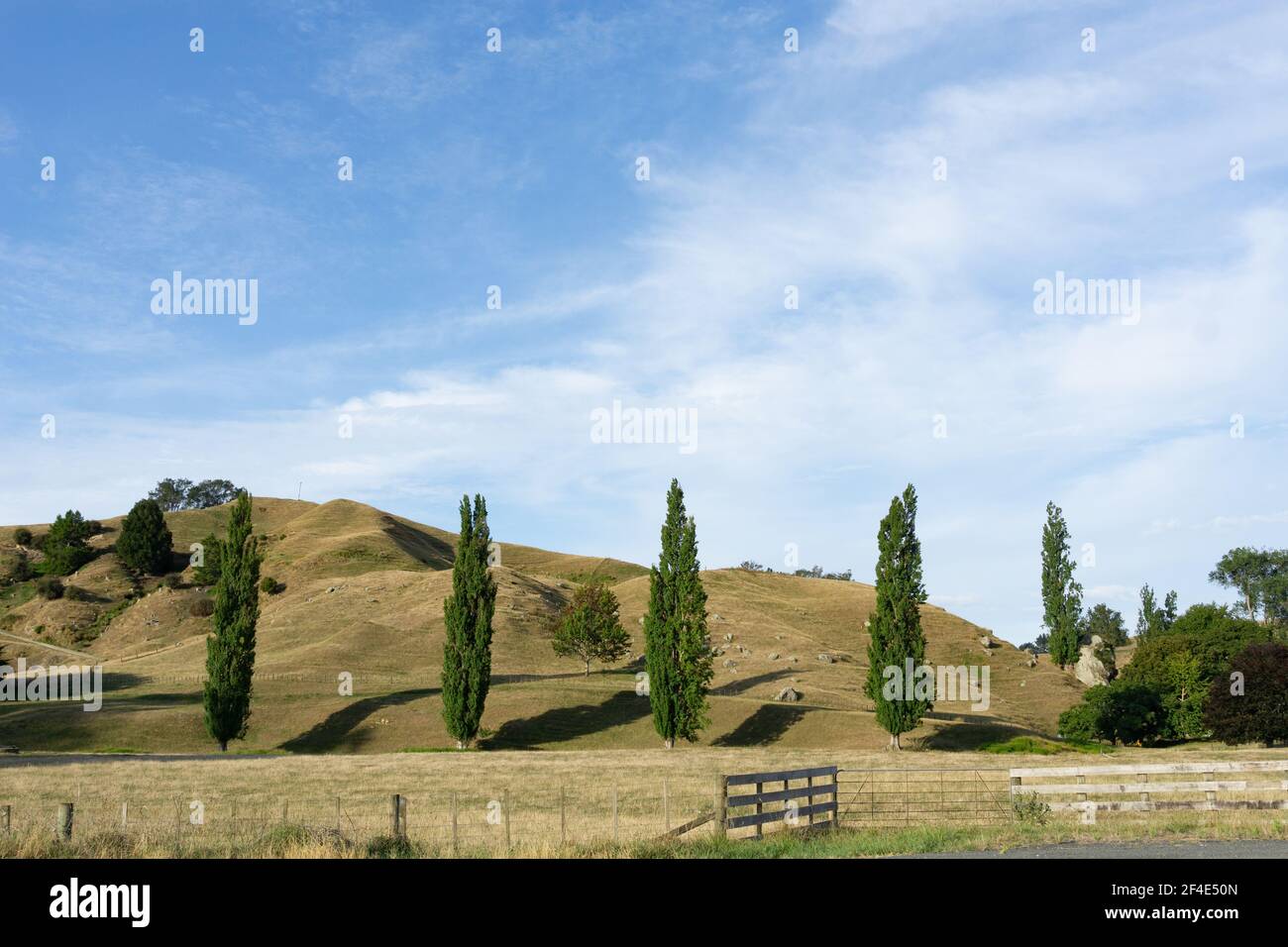 Reihe von fünf grünen Pappelbäumen über Feld am Fuße des Hügels im ländlichen Waikato Neuseeland. Stockfoto
