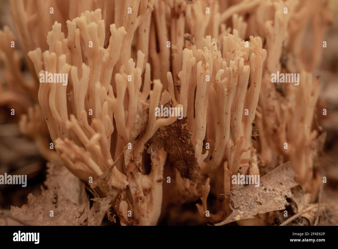 Nahaufnahme von Pilzhalmen in Great Smoky Moutnains Nationalpark Stockfoto