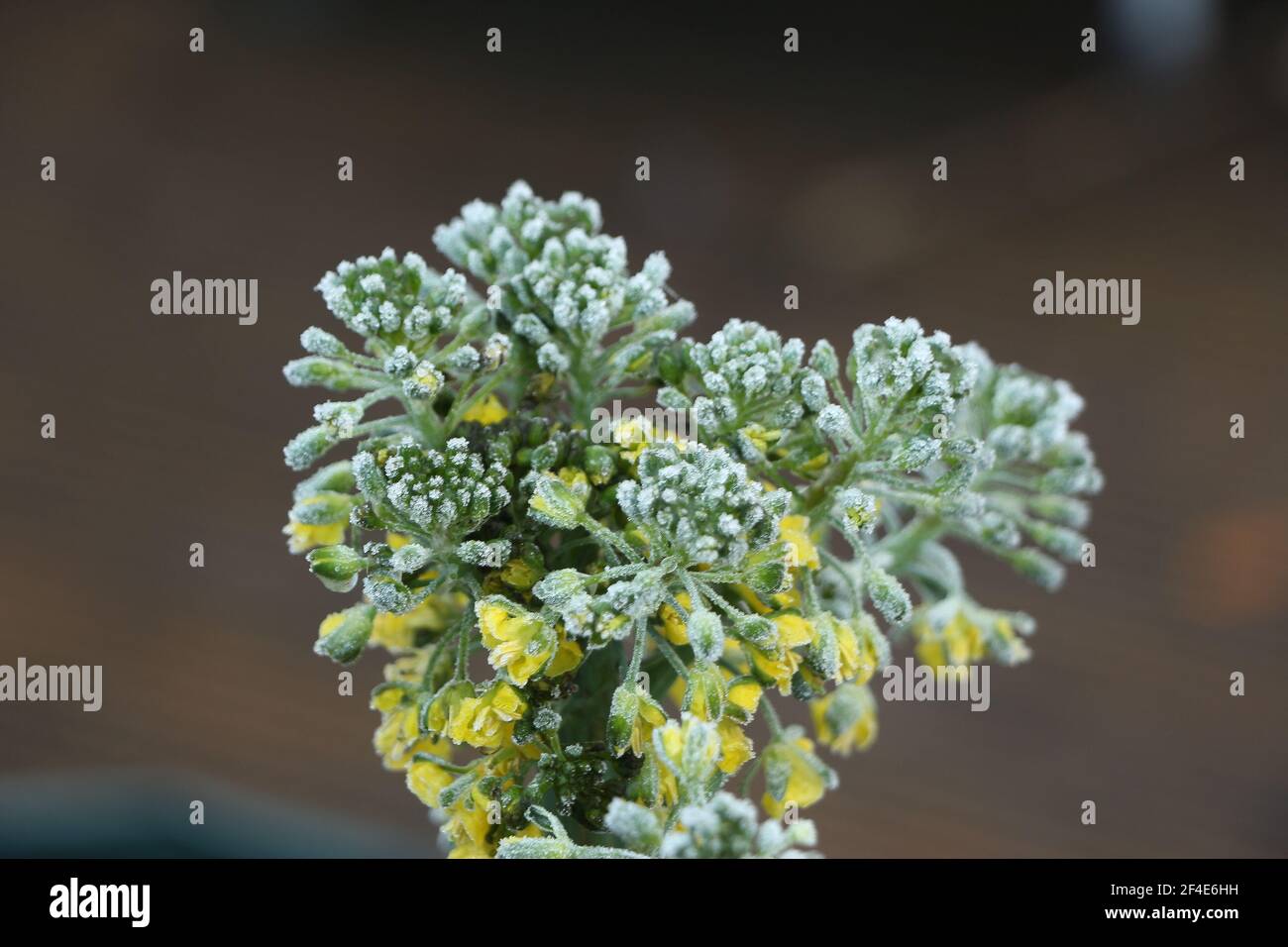 Blühende Brokkoli Pflanze bedeckt mit Eiskristallen auf einem frostigen Wintermorgen Stockfoto