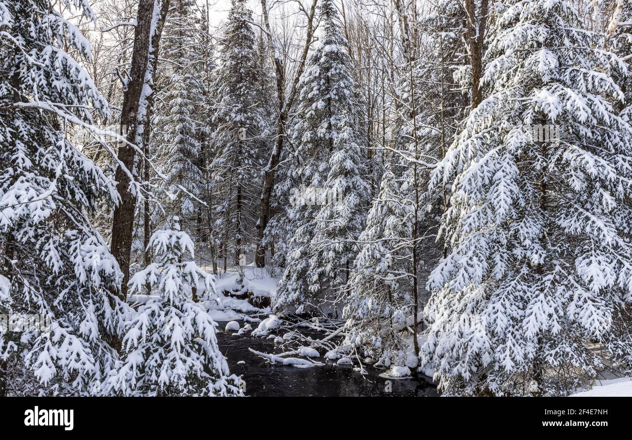 Eine friedliche Winterszene im Norden von Wisconsin. Stockfoto