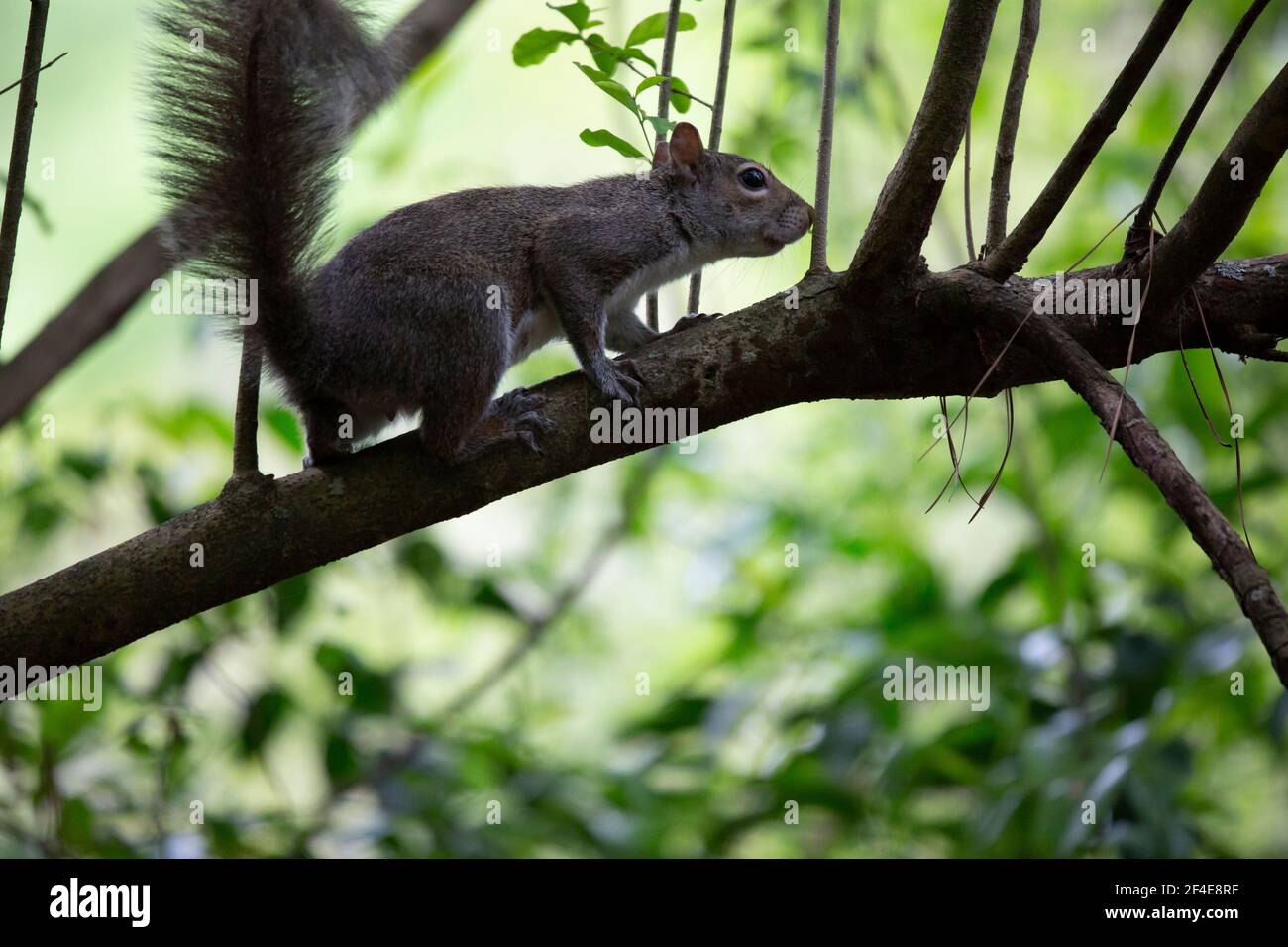 Eichhörnchen schnüffelt, wie es entlang einer Extremität huscht Stockfoto