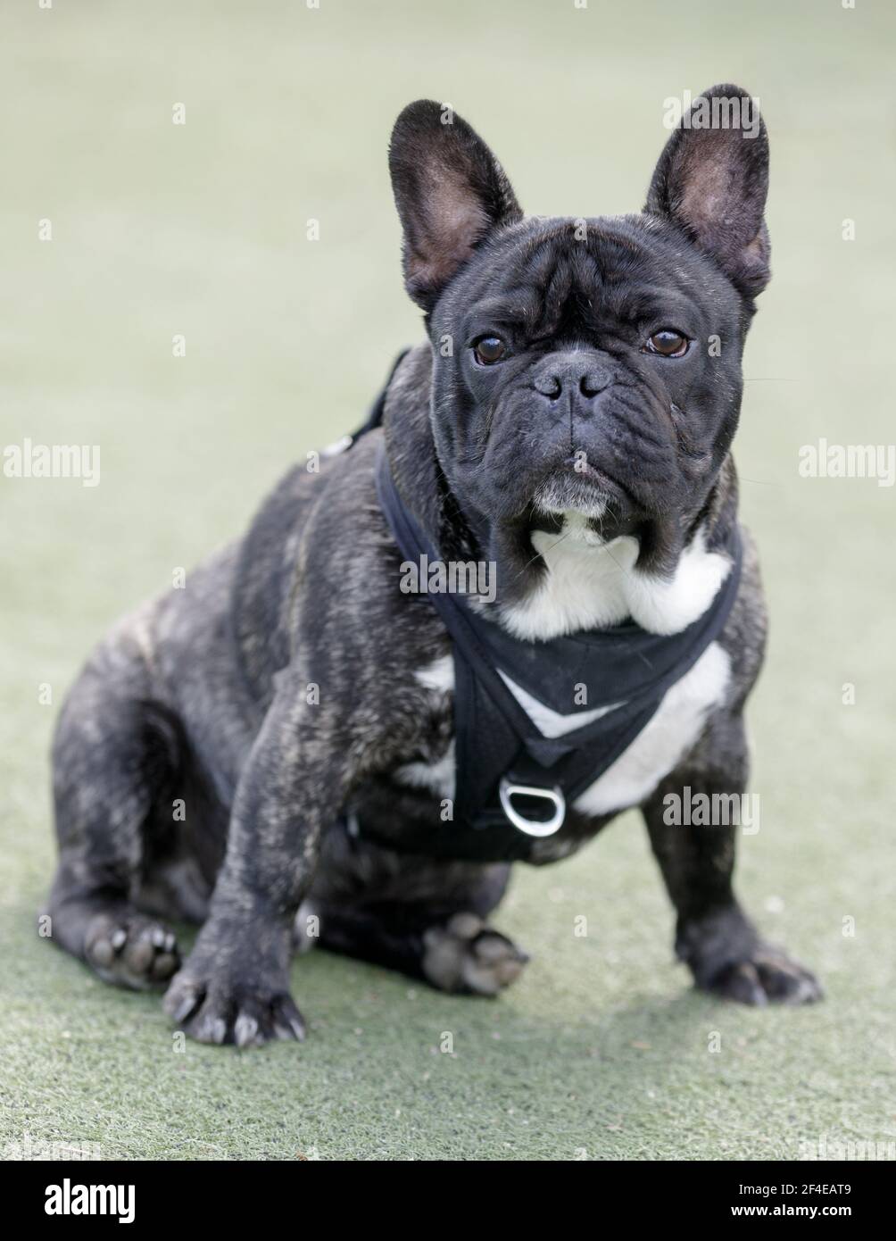 6-Months-Old Brindle männlich Franzose Puppy sitzend und Blick auf Kamera. Stockfoto