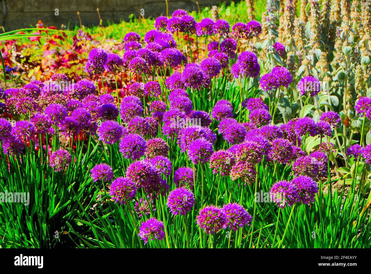 Eine Gruppe von leuchtenden, lila Allium Ball wie Blumen betäuben in einem Blumenbeet im Frühjahr. Stockfoto