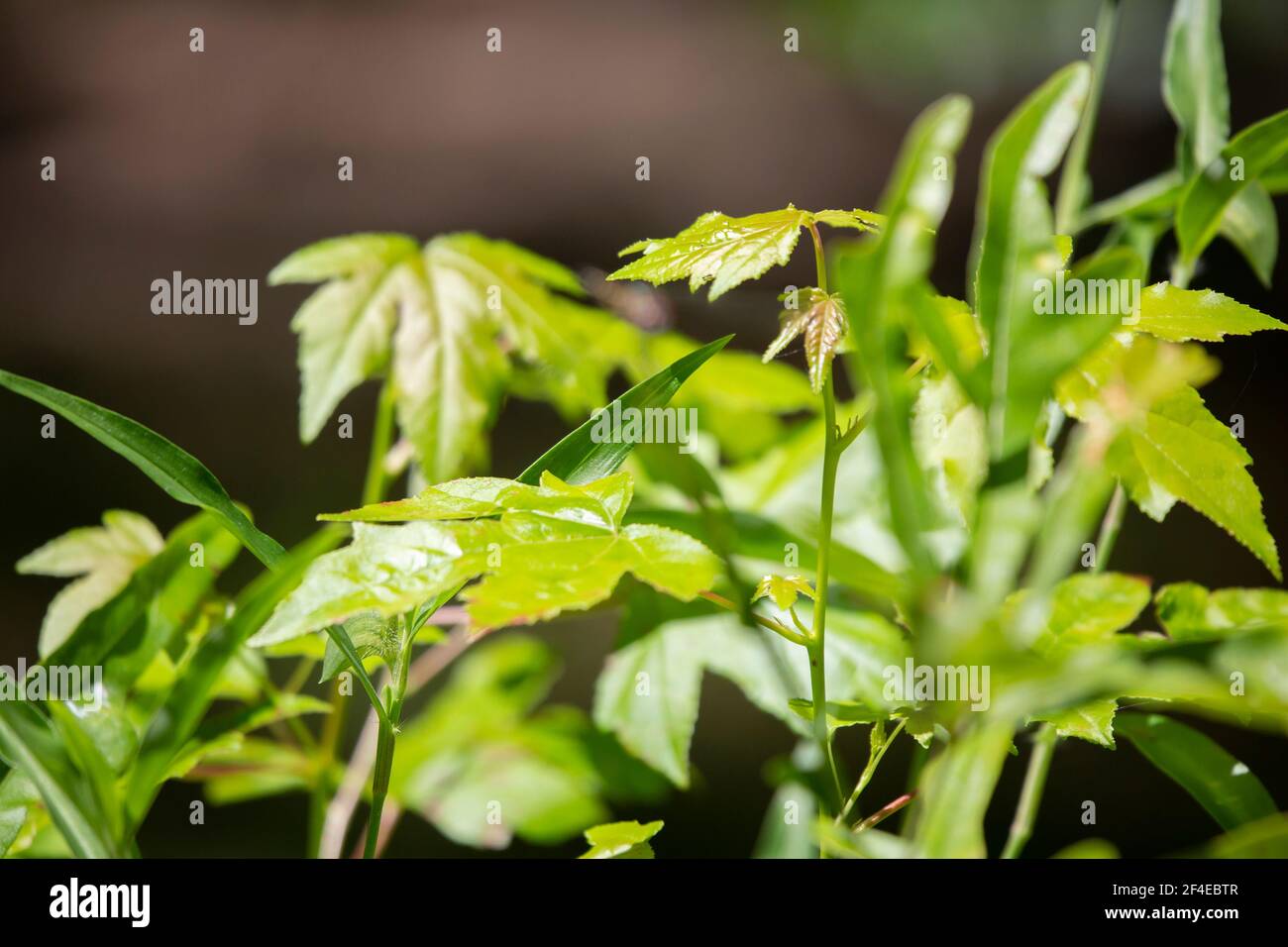 Fleck von grünen, grünen Pflanzen wächst in einem Cluster Stockfoto