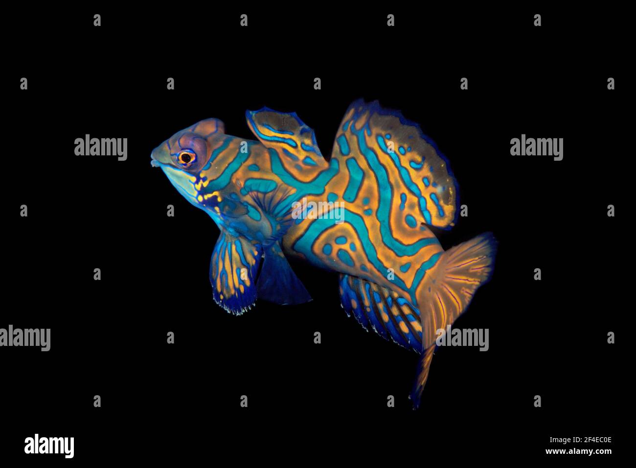 Ein einzelner Mandarinfisch oder Mandarindragonet (Synchiropus splendidus), der bei Sonnenuntergang am Riff der Lembeh Strait zur Paarung ausbricht. Stockfoto