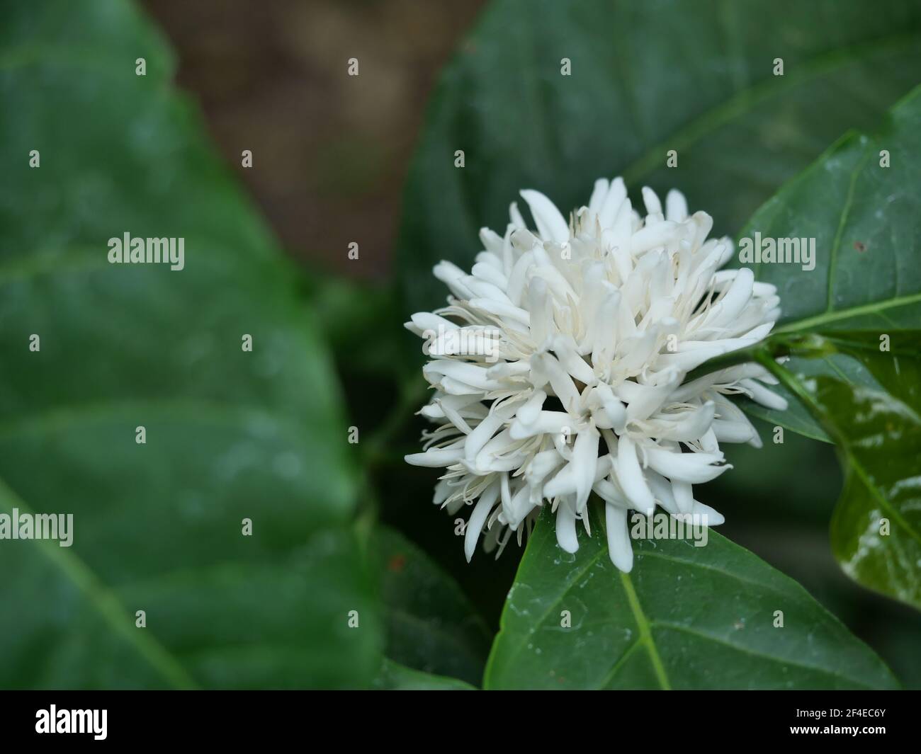 Robusta Kaffeeblüte auf Baumpflanze mit grünem Blatt mit schwarzer Farbe im Hintergrund. Blütenblätter und weiße Staubgefäße blühender Blumen Stockfoto