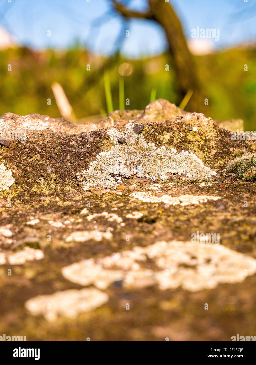 Flechten und Moos auf einem Felsen - selektiver Fokus Stockfoto