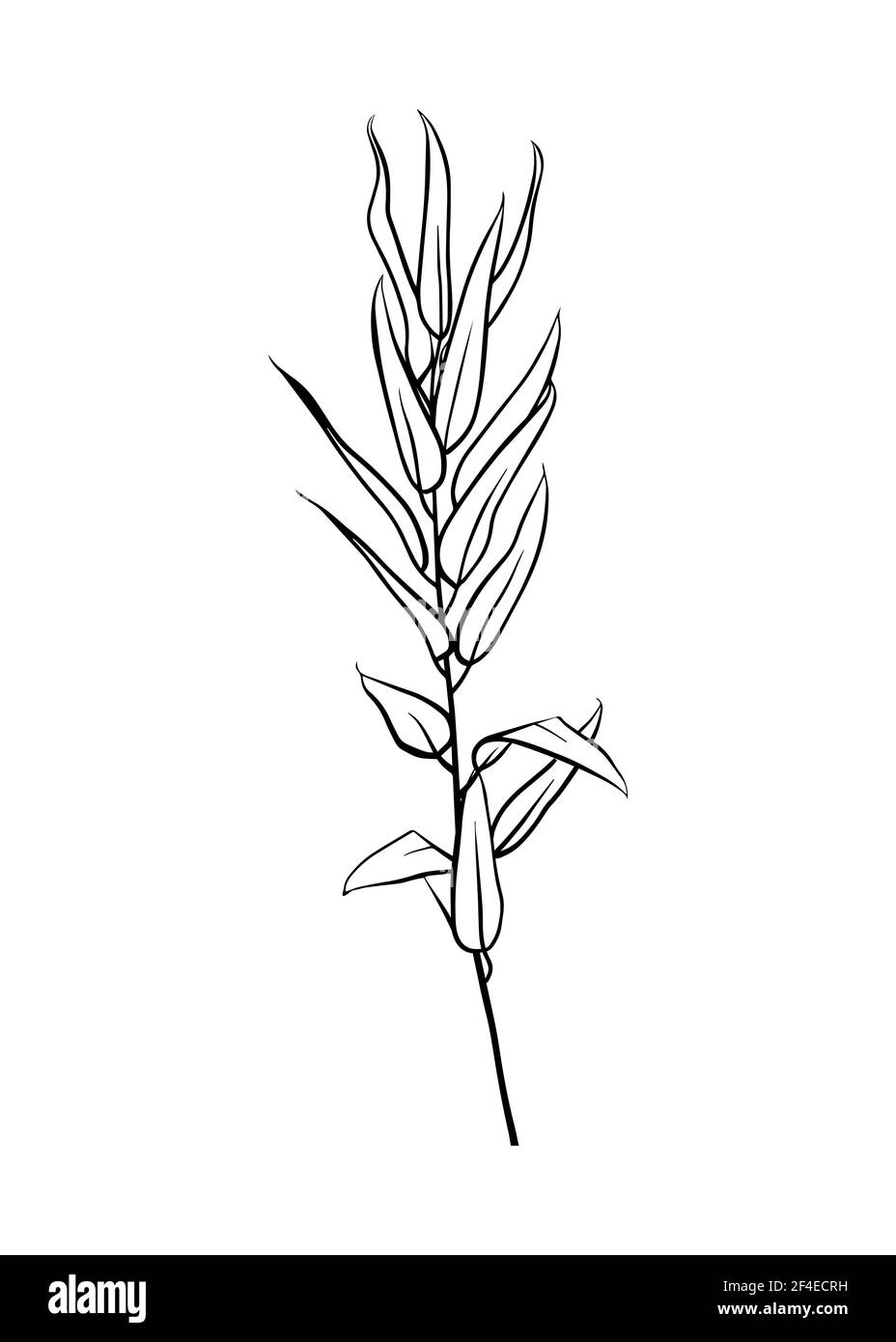 Isolierter Eukalyptuszweig auf weißem Hintergrund. Konturzeichnung von Hand. Doodle-Stil Stock Vektor