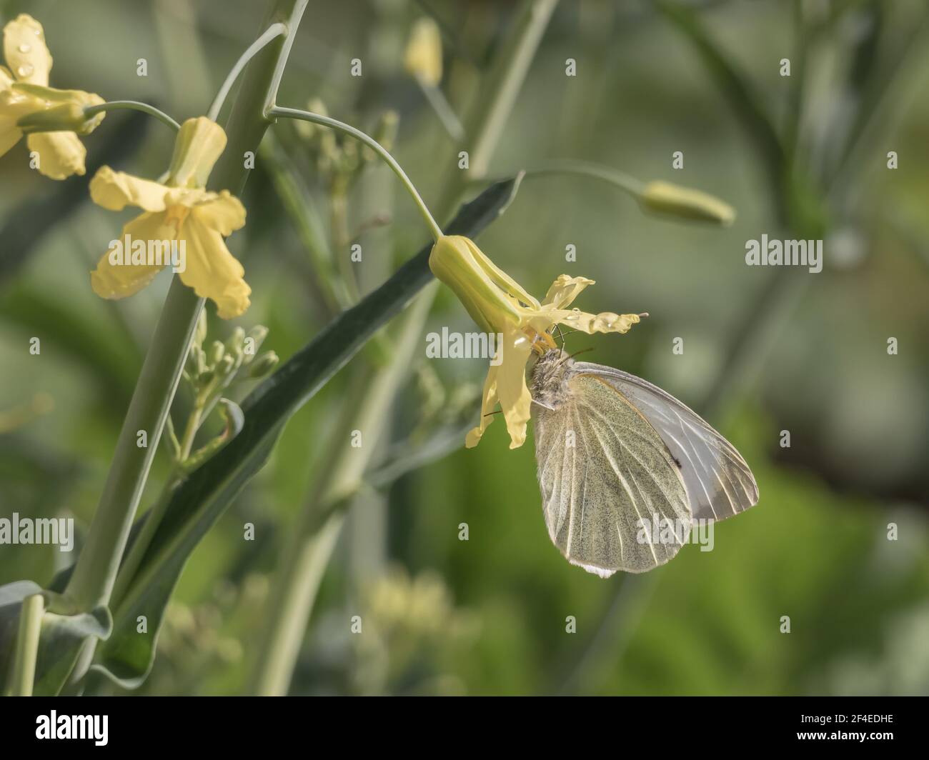 Schmetterling auf einer Gemüseblümchen im Gemüsegarten auf Ein sonniger Tag Stockfoto