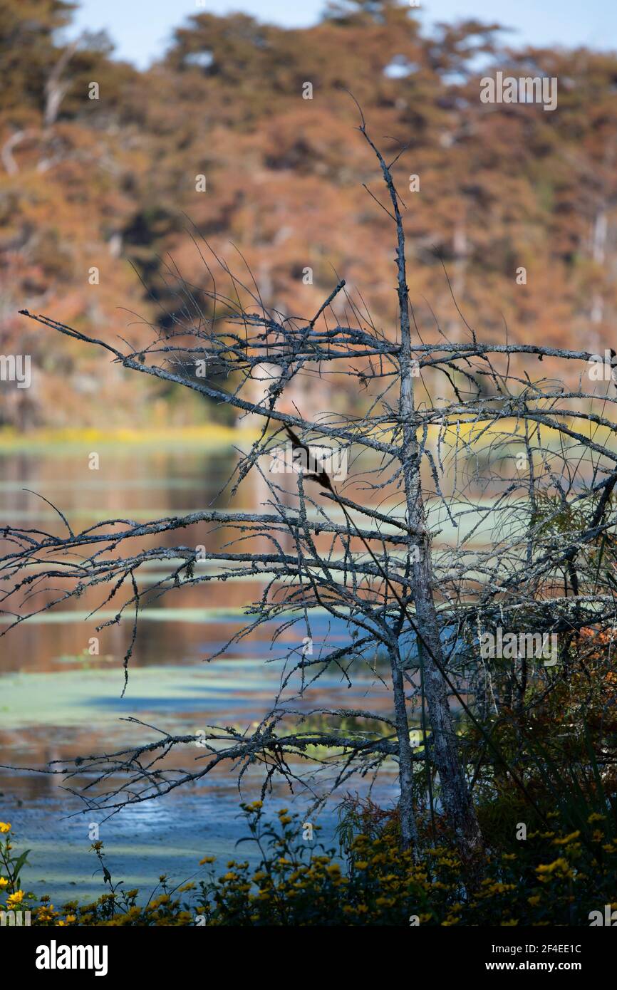 Herbstlaub blockiert einen unscharf sumpfigen See und seeufer Stockfoto