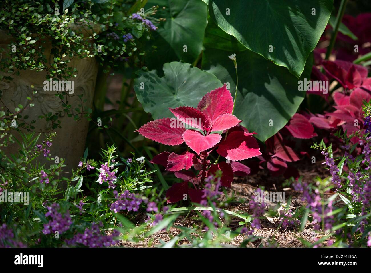 Lila elefantenohr -Fotos und -Bildmaterial in hoher Auflsung  Alamy