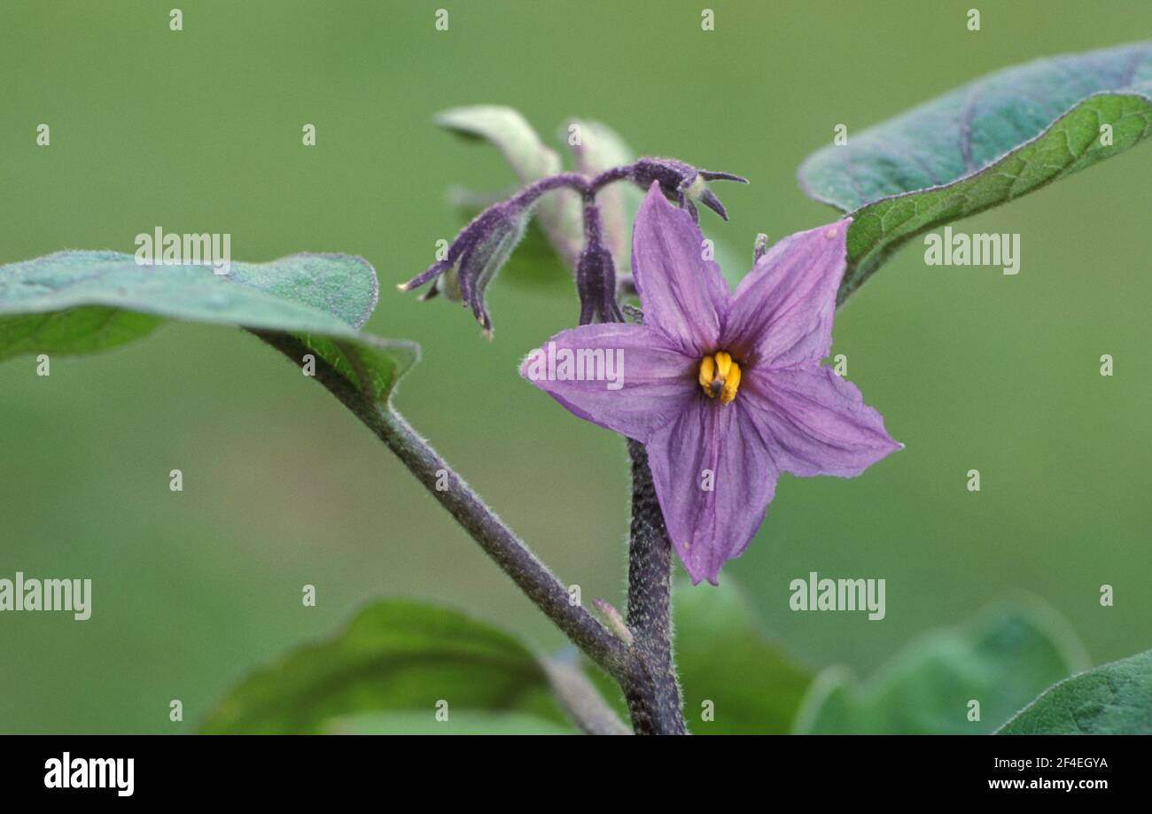 NAHAUFNAHME EINER VIOLETTEN BLUME DER AUBERGINE "PINTONG LONG" (SOLANUM MELONGEN) AUSTRALIEN. Stockfoto