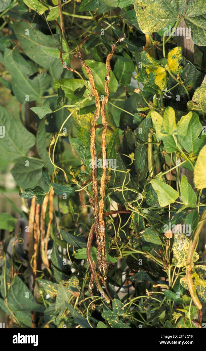 REIFE SCHOTEN AUF SCHLANGENBOHNENPFLANZE 'YARDLONG CLIMBING' VIGNA UNGUICULATA SSP. FLEXUOSUS, FABACEAE Stockfoto