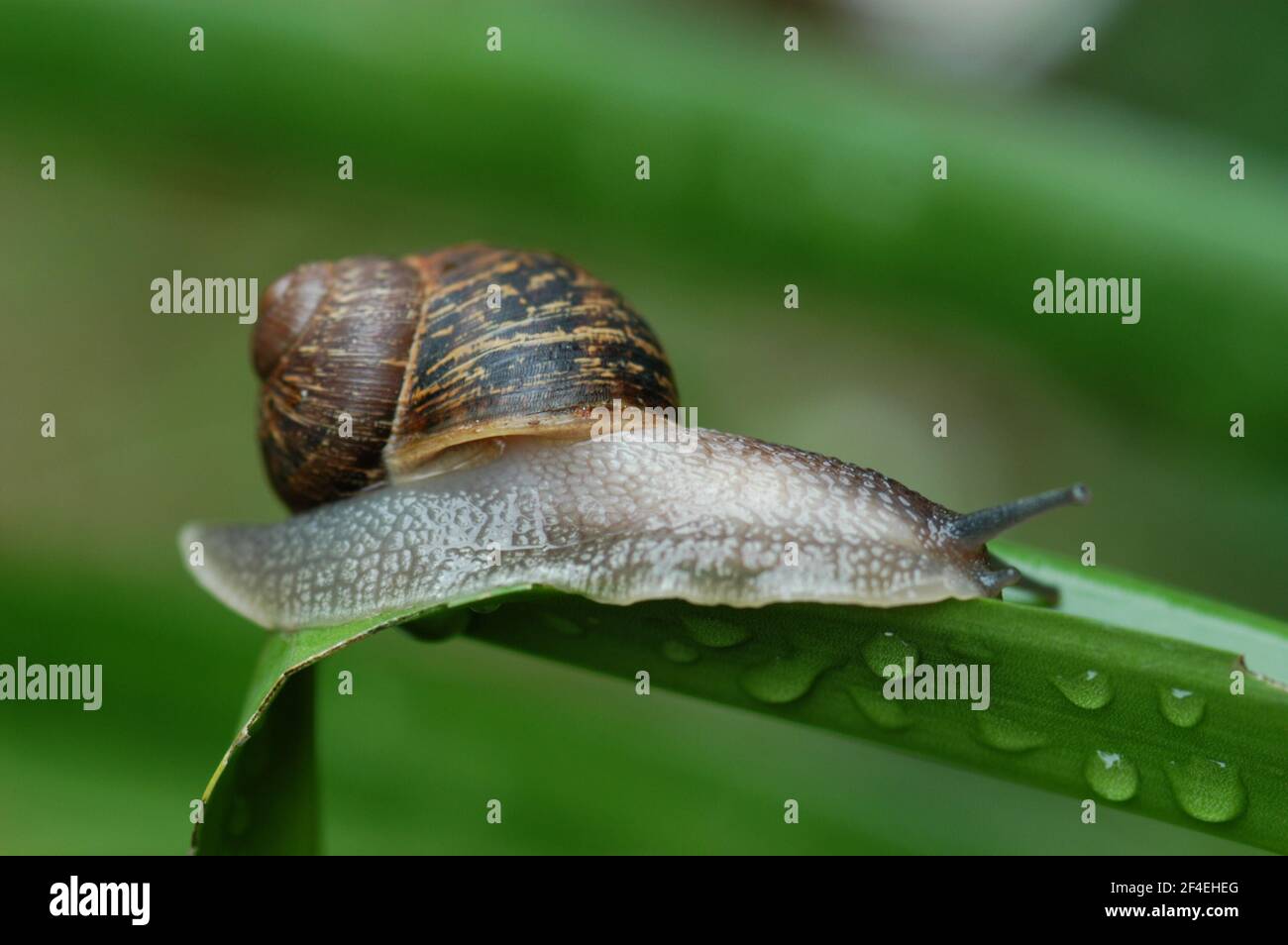 GEMEINE BRAUNE GARTENSCHNECKE (CORNU ASPERSUM, SYN. CRYPTOMPHALUS ASPERSUS) AUF AGAPANTHUS BLATT Stockfoto