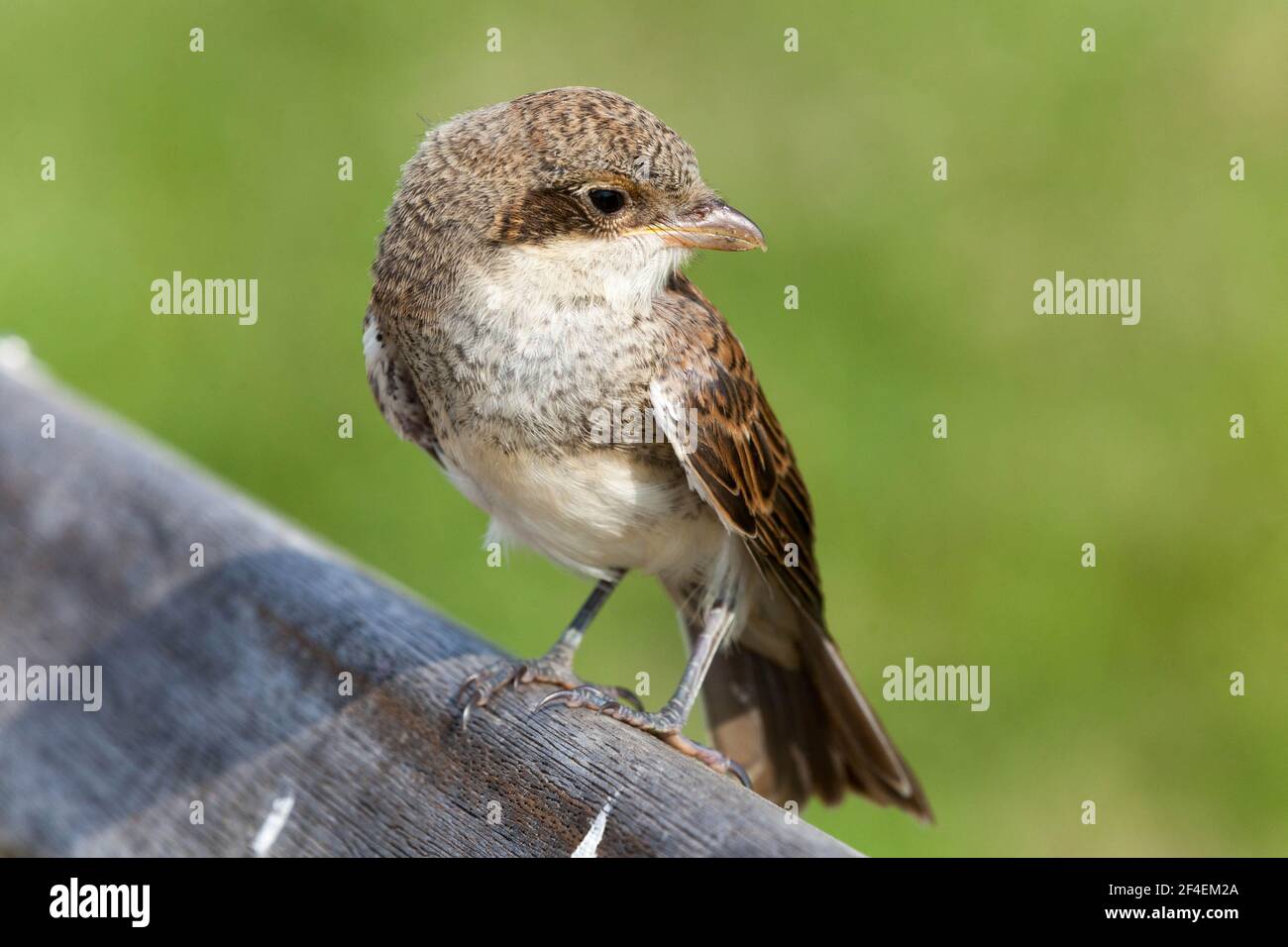 Rotrückendwürger ( Lanius Collurio ) Jungvogel Stockfoto