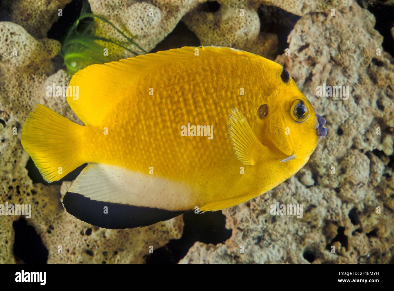 Apolemichthys trimaculatus, der Dreitopf-Engelfisch oder Flaggenangelfisch, ist ein mariner Rochenflossenfisch Stockfoto Apolemichthys trimaculatus, der Dreitopf-Engelfisch oder Flaggenangelfisch, ist ein mariner Rochenflossenfisch Stockfoto