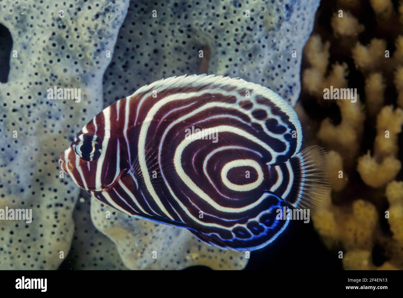 Der Kaiserangelfisch (Pomacanthus Imperator) ist eine Art mariner Engelfische. Stockfoto