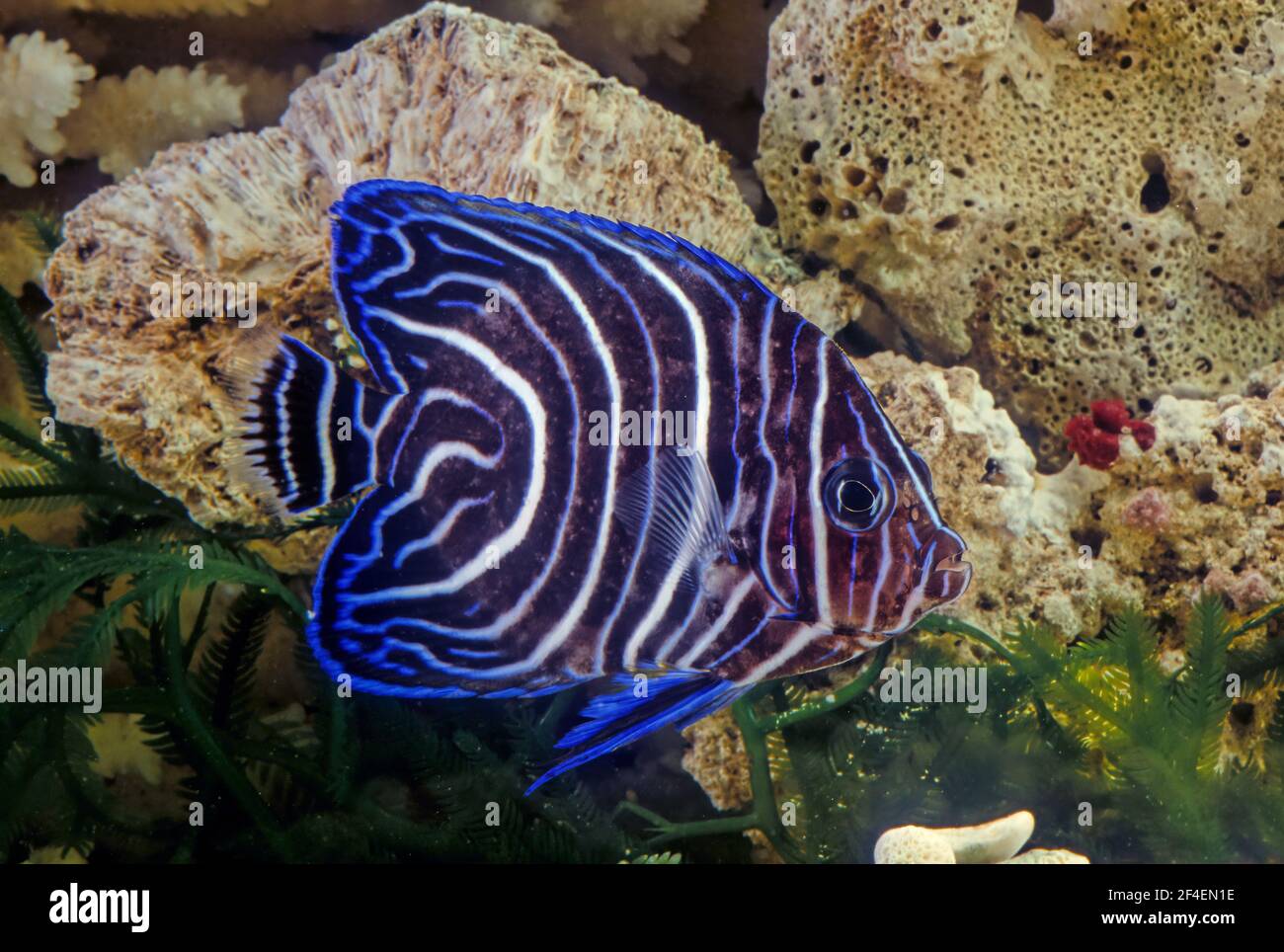 Der Kaiserangelfisch (Pomacanthus Imperator) ist eine Art mariner Engelfische. Stockfoto