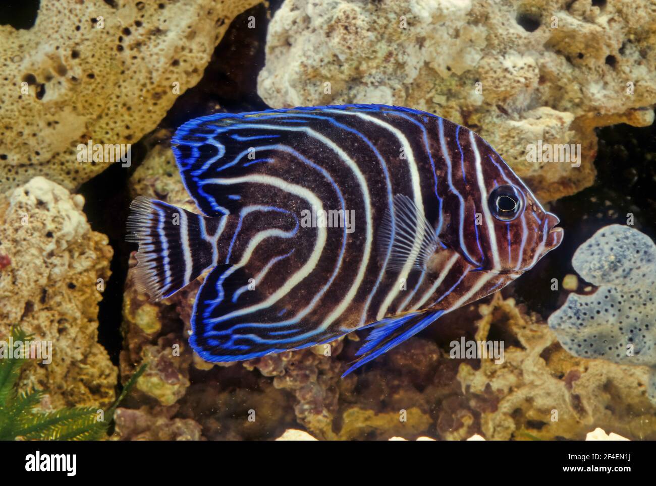 Der Kaiserangelfisch (Pomacanthus Imperator) ist eine Art mariner Engelfische. Stockfoto