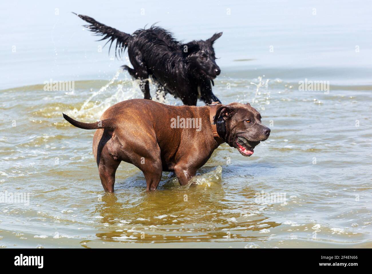 Zwei Hunde spielen im Wasser Stockfoto