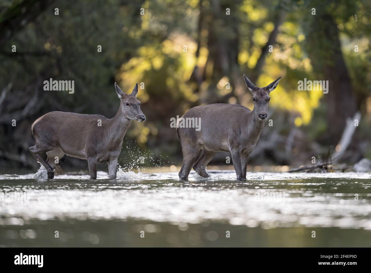 Zwei Hirsche Weibchen überqueren den Fluss bei Morgendämmerung (Cervus elaphus) Stockfoto