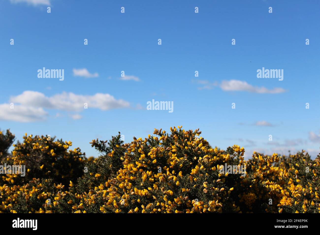 Gorse Busch in gelber Blume mit blauem Himmel kopieren Tempo, um nur Text hinzufügen. Stockfoto