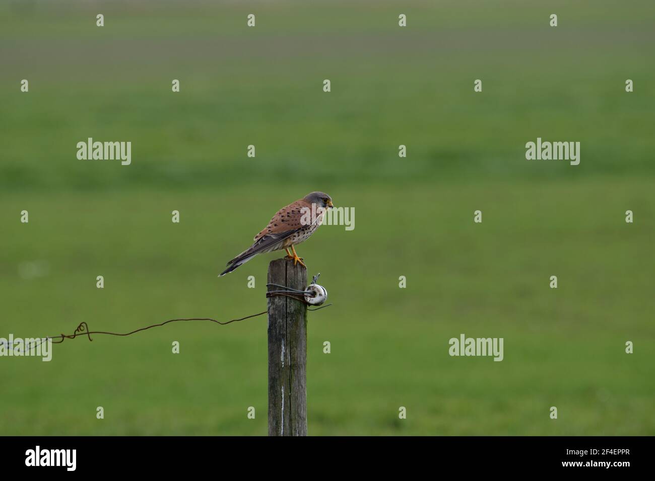 Kestrel Vogel auf einem Zaunposten auf der Suche nach Beute in einem Feld in der Nähe von Oss, Niederlande Stockfoto