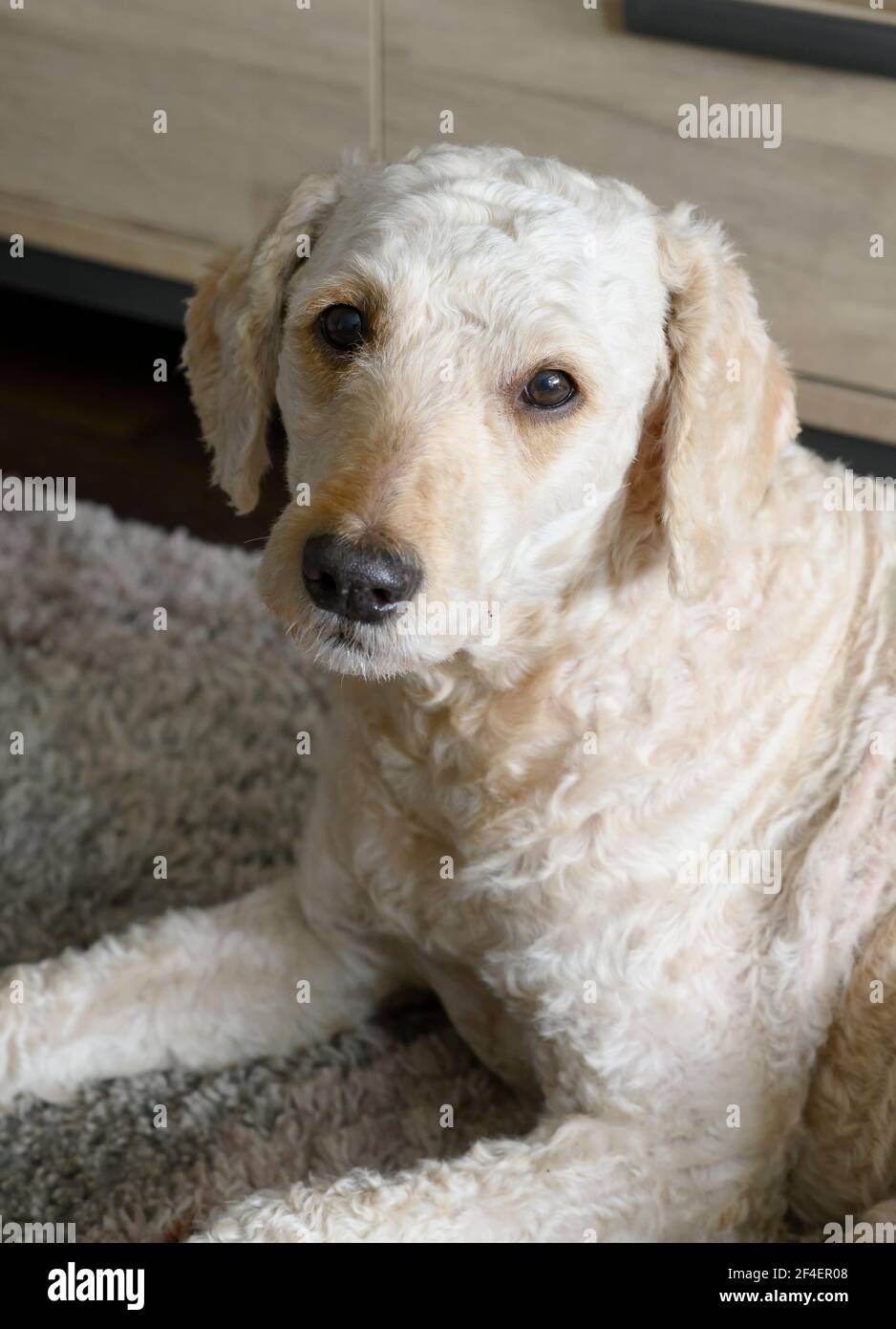 Schöner beigefarbener Labradoodle-Hund, der auf einem Teppich liegt und direkt auf die Kamera blickt Stockfoto