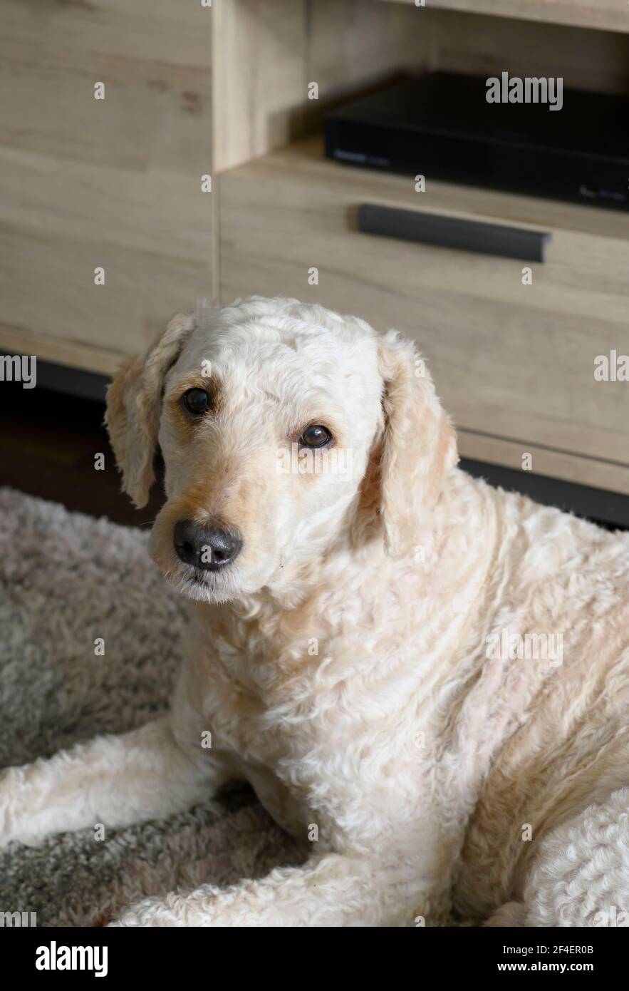 Schöner beigefarbener Labradoodle-Hund, der auf einem Teppich liegt und direkt auf die Kamera blickt Stockfoto