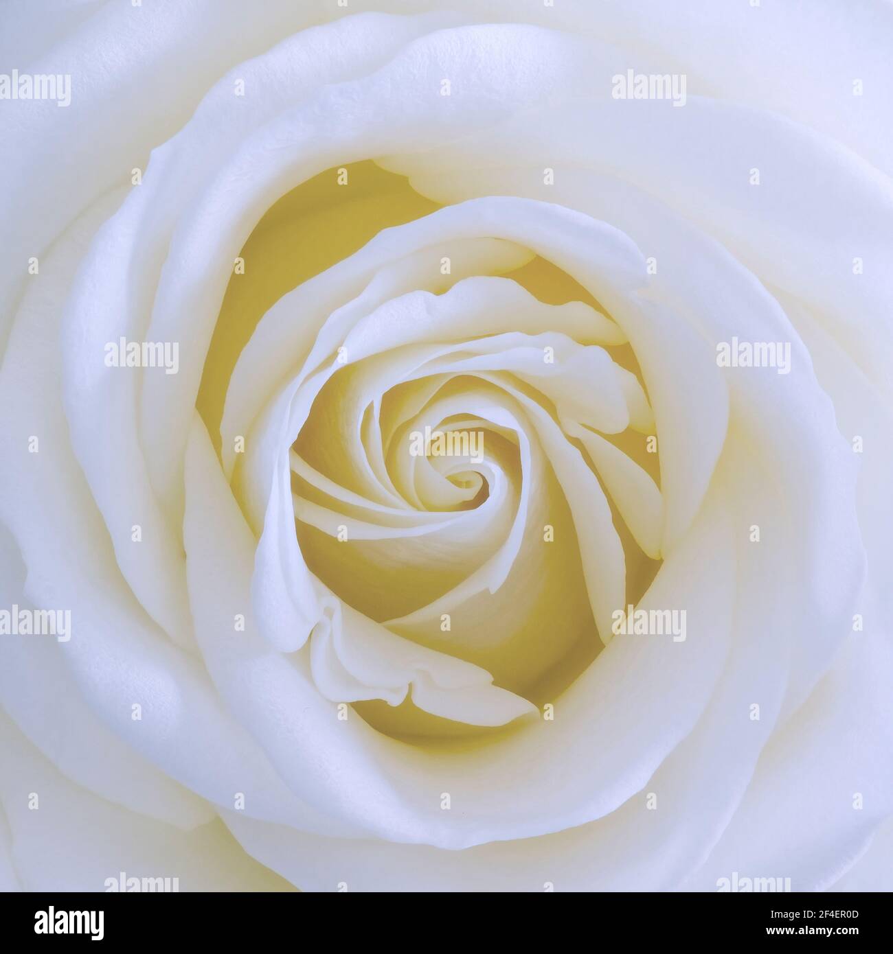Nahaufnahme einer weißen Rose, die das wirbelnde Muster zeigt Durch die Blütenblätter beim Öffnen der Blume hergestellt Stockfoto