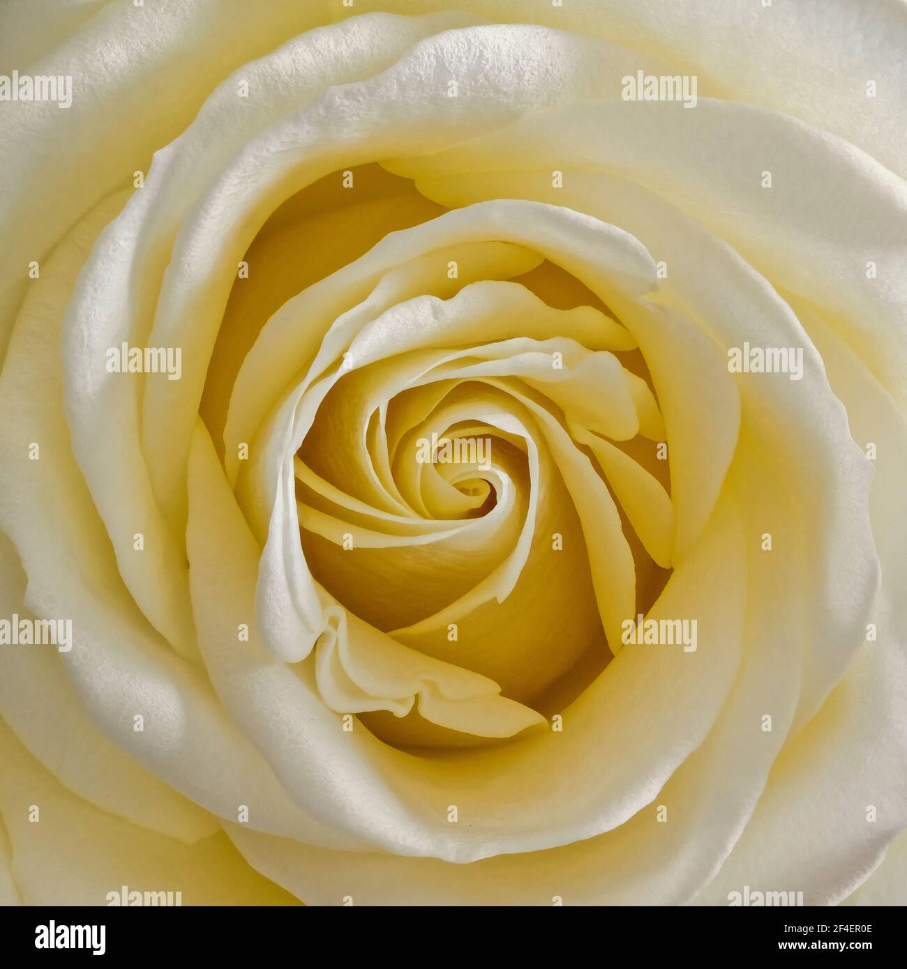 Nahaufnahme einer cremefarbenen Rose, die das wirbelnde Muster zeigt Durch die Blütenblätter beim Öffnen der Blume hergestellt Stockfoto