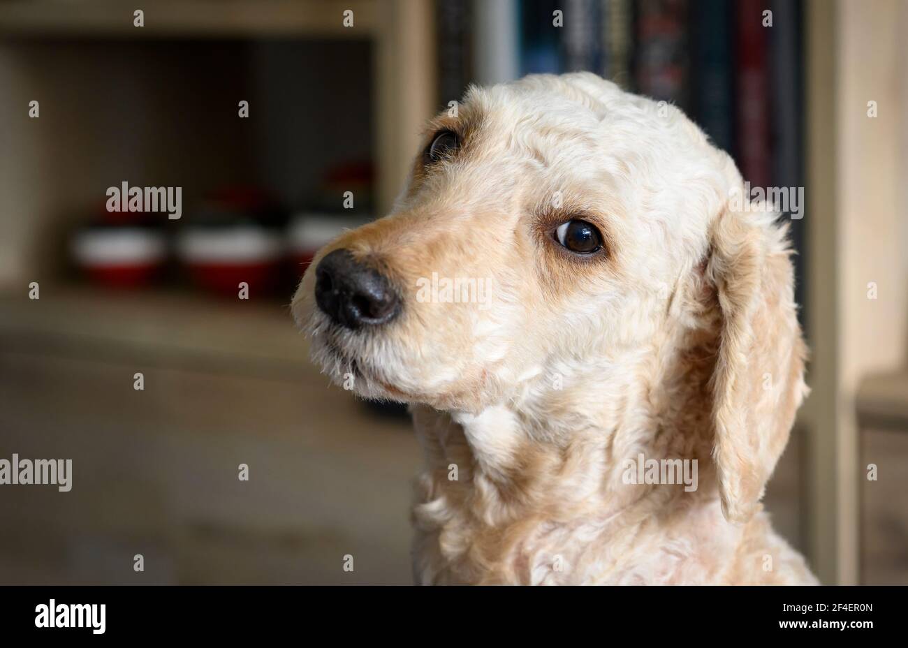 Nahaufnahme des Kopfes eines schönen beigefarbenen Labradoodle Hund, wie es direkt in Richtung der Kamera schaut Stockfoto
